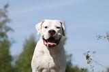 DOGUE ARGENTIN 007